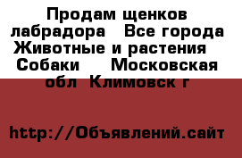 Продам щенков лабрадора - Все города Животные и растения » Собаки   . Московская обл.,Климовск г.